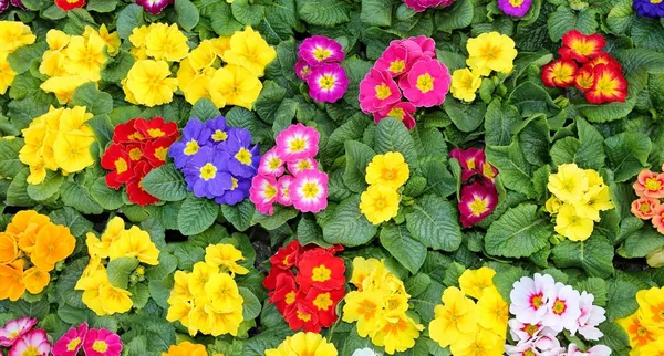 Hintergrund der bunten Primeln im zeitigen Frühling — Stockfoto