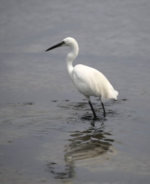 white little egret on the pond