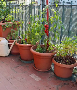 Vazolarda domates yetiştiriciliği