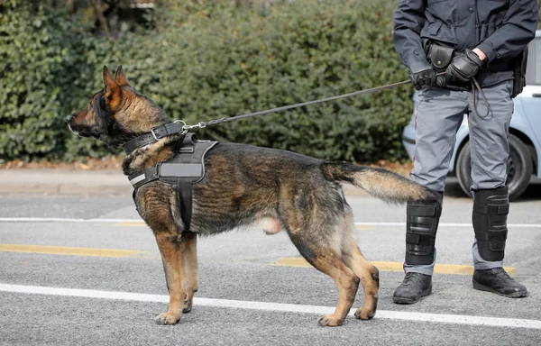polis köpeği şehir sokaklarında devriye gezerken