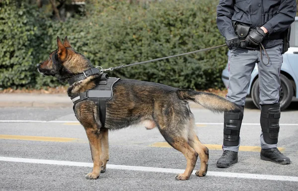 Policejní pes při hlídání v ulicích města — Stock fotografie