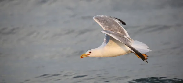 bird sea gull in summer by the Mediterranean sea in summer