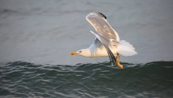 Sea meeuw in de zomer door de Middellandse Zee in de zomer — Stockfoto