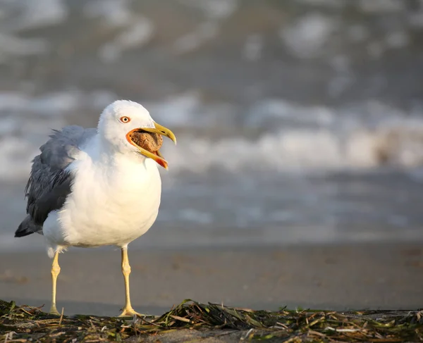 Fågel Måsen på sommaren på stranden — Stockfoto