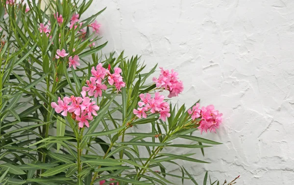 Rosa Oleander blommor blomade på våren — Stockfoto