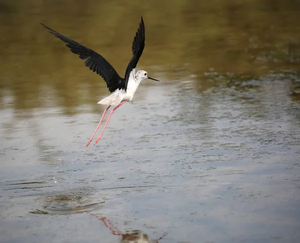 이륙 하는 동안 버그 검은 날개 기둥 — 스톡 사진