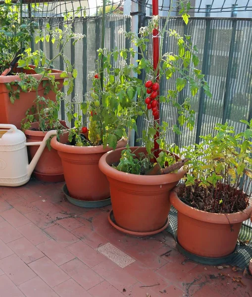 Cultivo de tomate en los jarrones —  Fotos de Stock