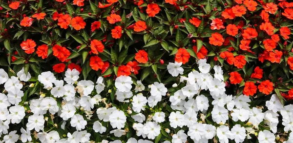 흰색과 빨간색 꽃의 꽃 배경 — 스톡 사진