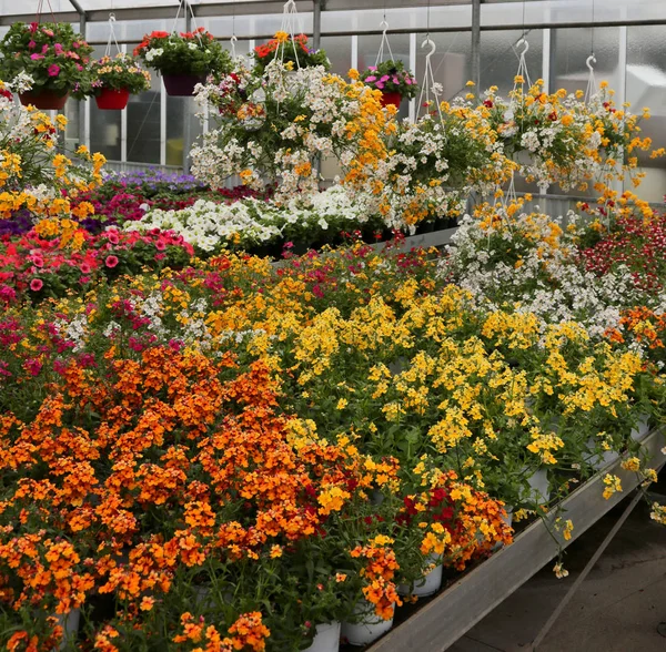 Serra con fiori e piante in vendita i — Foto Stock
