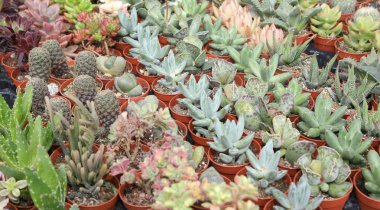 birçok kaktüs ve sulu dizi