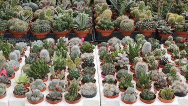 satılık birçok sulu ve kaktüsler