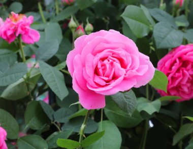 pembe Gül çiçek ve yeşil yaprak