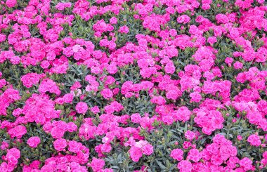 ilkbaharda Kahori veya dianthus caryophyllus denilen küçük çiçekler