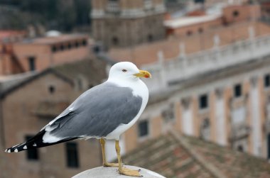 sarı gaga ang gri ve beyaz tüyleri ile martı
