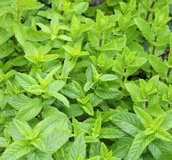 Plantas exuberantes de hortelã verde — Fotografia de Stock