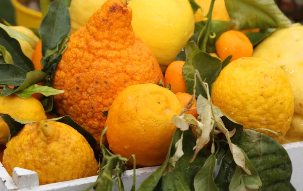 Большие органические цитрусовые и лимоны с морщинистой кожурой культивируемые с — стоковое фото