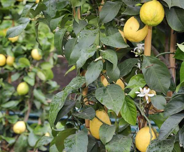 白い小さな花を持つ植物の黄色の熟したレモン — ストック写真