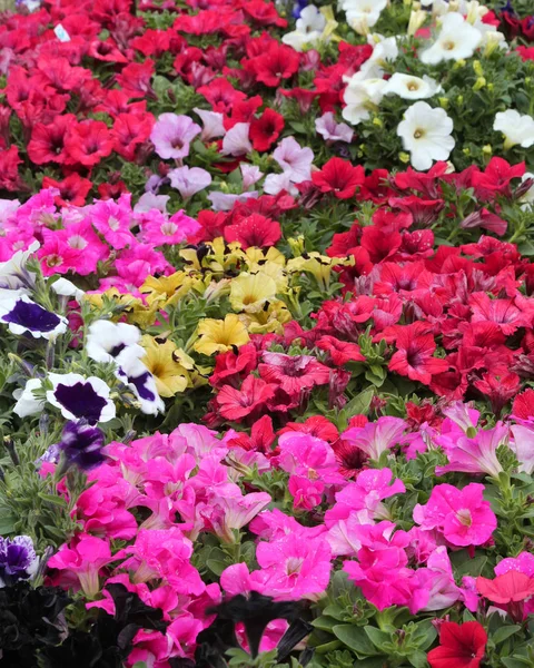 Fond de nombreuses fleurs appelées pétunias au printemps — Photo