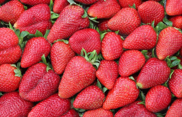 Fundo vermelho de muitos morangos maduros recém-colhidos — Fotografia de Stock