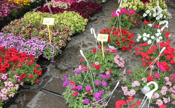 Kwiaty w doniczkach na sprzedaż na rynku z ceną tagu — Zdjęcie stockowe