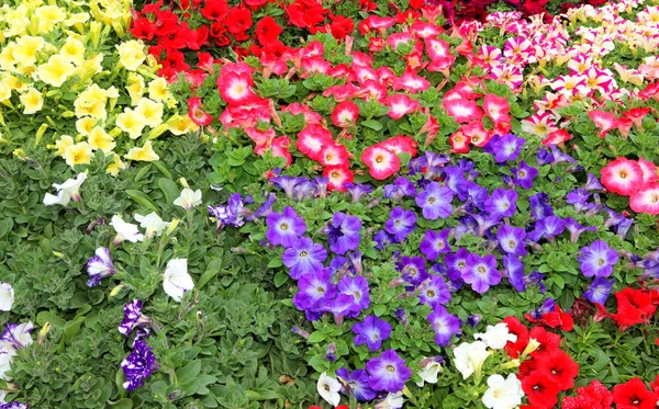 Bloomed petunias flowers in srping — Stock Photo, Image