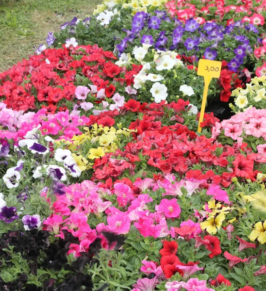 Petunias flowers in pots for sale — Stock Photo, Image