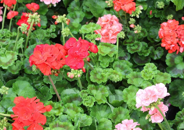 Molte piante lussureggianti con fiori di gerani rossi e ppink — Foto Stock