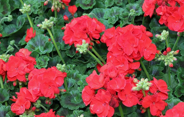 Background of red geranium flowers in the garden — Stock Photo, Image