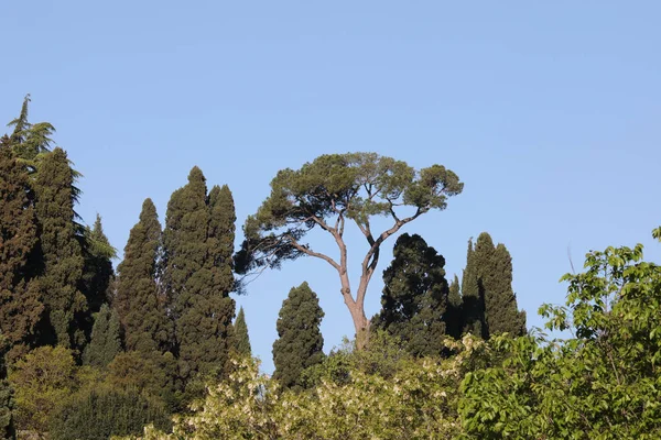 Много деревьев в парке с соснами — стоковое фото