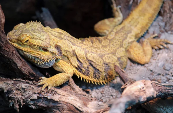 Lagarto australiano chamado Pogona ou dragão barbudo para o partic — Fotografia de Stock