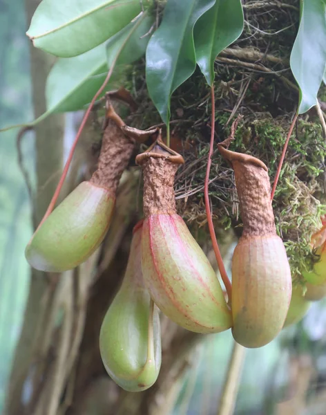 NEPENTHES are carnivorous plants with pitfall traps — Stock Photo, Image