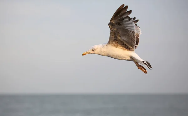 bird sea gull in summer by the Mediterranean sea