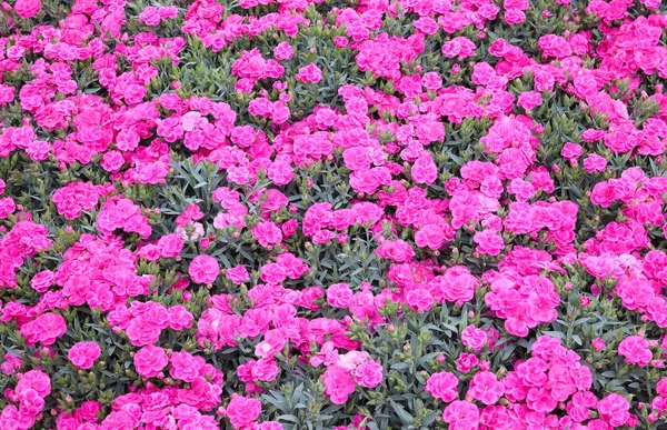春のカホリやダイアンサス・カリョフィラスと呼ばれる小さな花 ロイヤリティフリーのストック写真