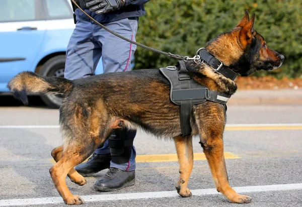 Chien Unité canine de la police et un policier — Photo