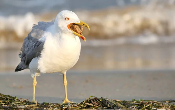 Gaivota na praia com bico aberto — Fotografia de Stock