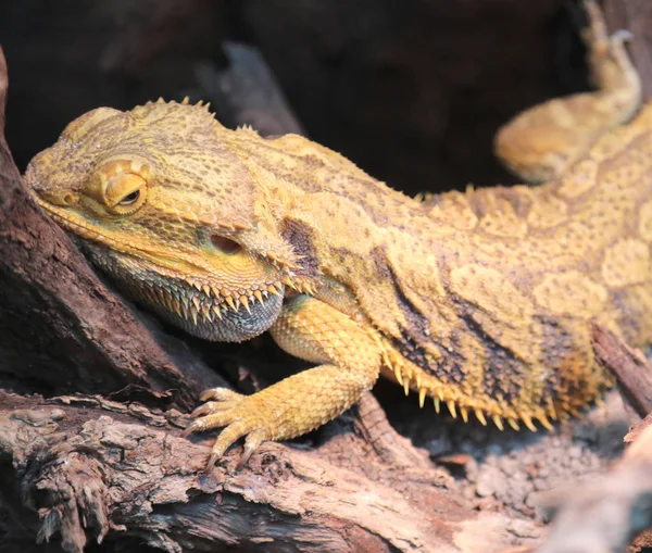 Lagarto chamado Pogona ou dragão barbudo para as escalas particulares — Fotografia de Stock