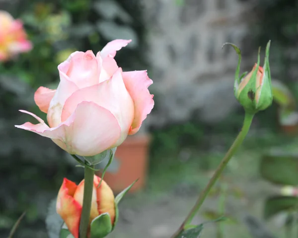 Delikat rosa rosor på våren — Stockfoto