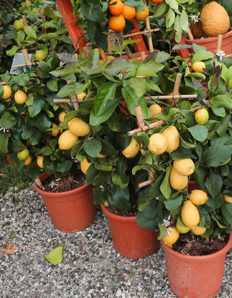 Много горшков с лимонами растений — стоковое фото