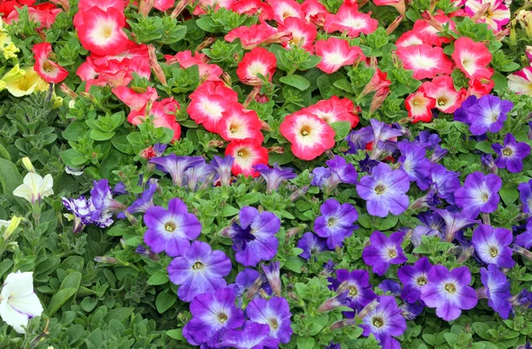 Háttérben a virágok nevű petúnia — Stock Fotó