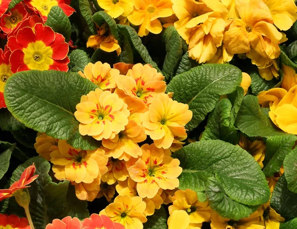 Primroses blossomed in early spring — Stock Photo, Image