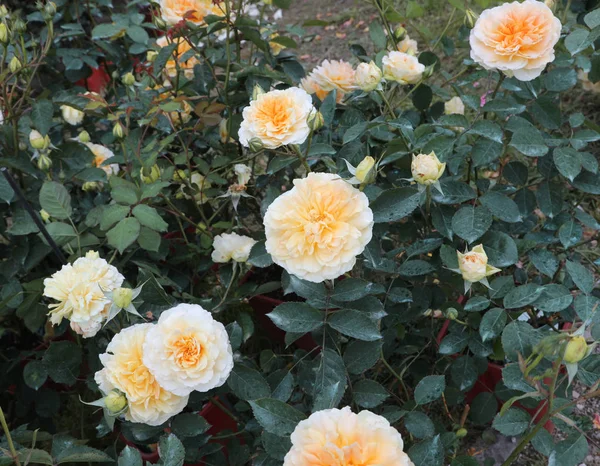 Many yellow roses flowers — Stock Photo, Image