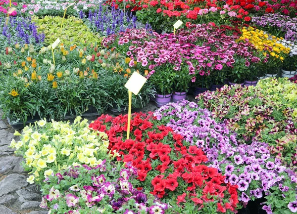 Kwiaty w doniczkach i roślinach na sprzedaż z ceną tagu — Zdjęcie stockowe