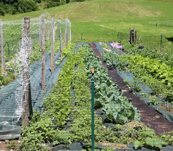 Potager pour la culture de légumes — Photo