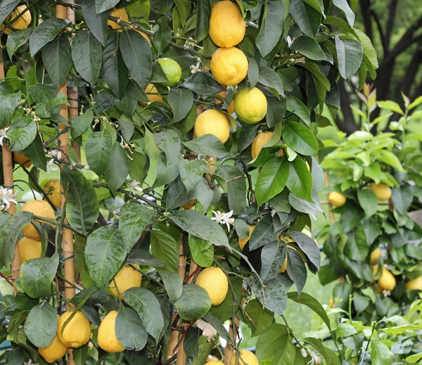 Yellow lemons on the lush plants with green leaves — ストック写真