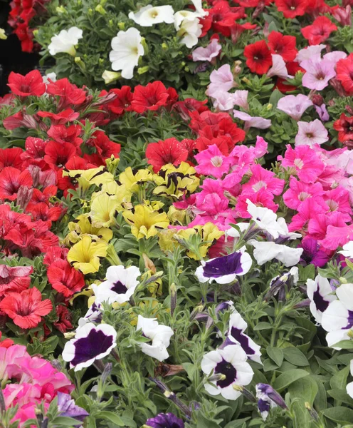 Sfondo di molti fiori chiamati petunie — Foto Stock