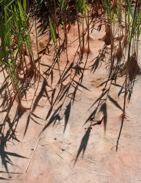 Plants of a pond drained due to the drought — Stock Photo, Image