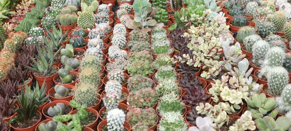 Set of many succulents — Stock Photo, Image