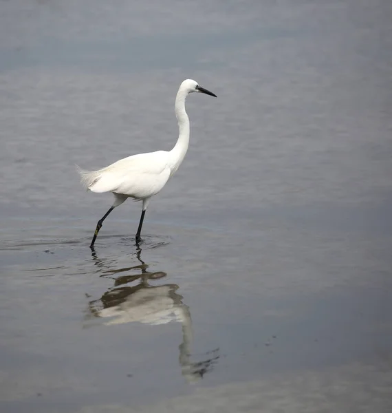 Jong wit klein egret — Stockfoto