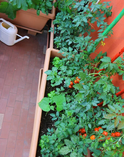 Plantas de tomate no terraço — Fotografia de Stock