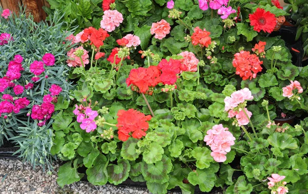 Frodiga växter med rött och ppink pelargoner blommor till salu — Stockfoto